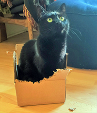 Black cat in box